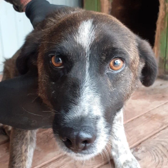 Miló