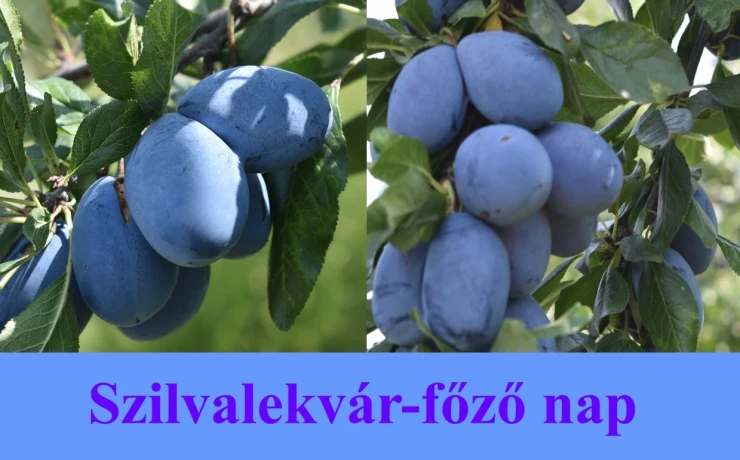 Szilvalekvár-főző nap